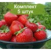 Саженцы ремонтантной клубники Мурано (Ранняя) -  5 шт.