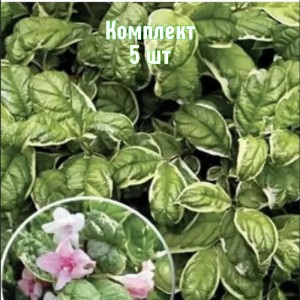 Комплект 5шт / Вейгела пестролистная Карикатура