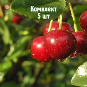 Комплект 5шт / Вишня Дубовочка