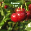 Комплект 5шт / Вишня Малиновка: фото и описание