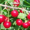 Комплект 5шт / Вишня Окский Рубин: фото и описание